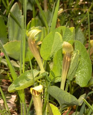 Aristolochia pallida / Aristolochia pallida